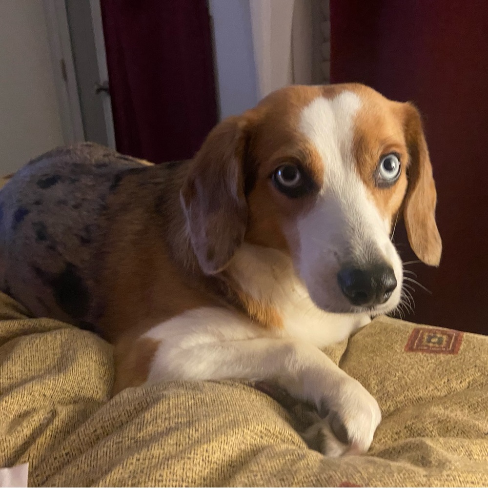Our Bailey & meet Sadie —part 2